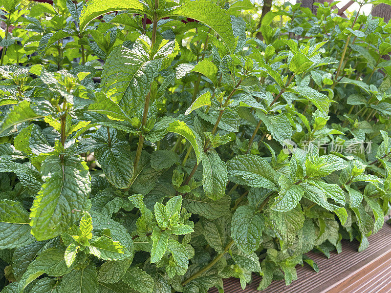 入侵绿薄荷(Mentha spicata)的芽和叶生长在草本蔬菜园的特写图像，重点在前景